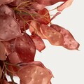 Coronita Verdea, Homla, 60 cm, plastic, rosu