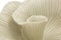 Bol decorativ, Mauro Ferretti, Petal, 34x13x29.5 cm, polirasina, nisip