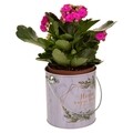 Ghiveci Sweet Home, Creaciones Meng, 12.5x13 cm, metal galvanizat