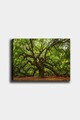 Tablou decorativ, 553671223-5070, Canvas, Rama din lemn (grosime 3 cm), Multicolor