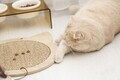 Covoraș de zgâriat pentru pisici, Paws & Whiskers, Kedi, MDF, Bej
