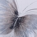 Tablou decorativ, Butterfly Wings, Creaciones Meng, 40x40 cm, canvas/lemn de brad