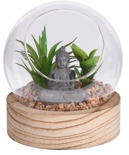Buddha Aloe