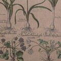 Tablou Botanical, Creaciones Meng, iuta/brad chinezesc, 33x43 cm