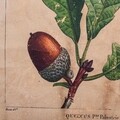 Decoratiune de perete Hazelnut Leaf, Creaciones Meng, in/brad chinezesc, 44x73 cm