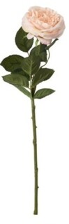 Roz Delicat
