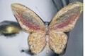 Tablou decorativ Butterfly -B, Mauro Ferretti, 80x120 cm, canvas, multicolor