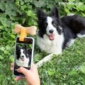 Pefie InnovaGoods kisállat szelfi klipsz, szilikon, narancssárga