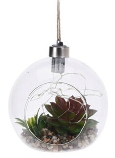 Echeveria graptopetalum