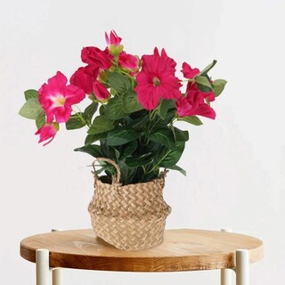 Fucsia